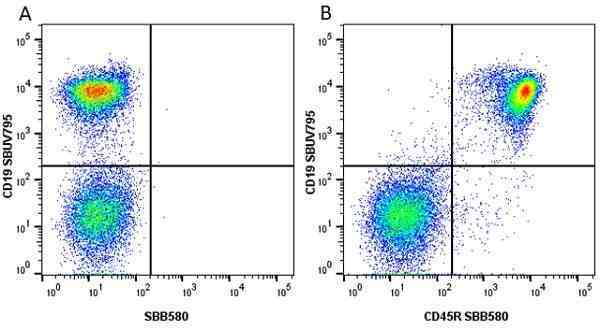 Anti Mouse CD45R Antibody, clone RA3-6B2 gallery image 43