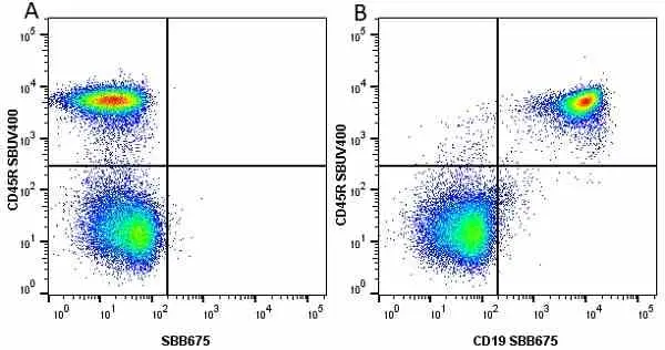 Anti Mouse CD45R Antibody, clone RA3-6B2 gallery image 46