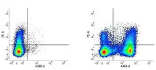 Anti Mouse CD45R Antibody, clone RA3-6B2 gallery image 5