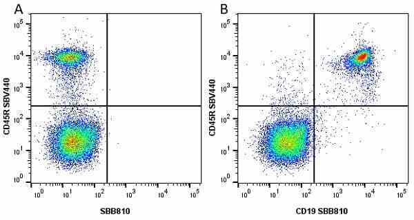 Anti Mouse CD45R Antibody, clone RA3-6B2 gallery image 50