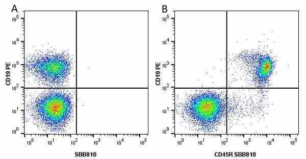 Anti Mouse CD45R Antibody, clone RA3-6B2 gallery image 51