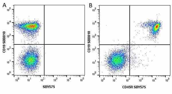 Anti Mouse CD45R Antibody, clone RA3-6B2 gallery image 52
