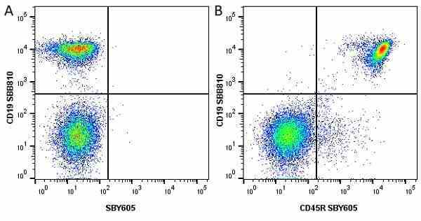 Anti Mouse CD45R Antibody, clone RA3-6B2 gallery image 56