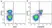 Anti Mouse CD45R Antibody, clone RA3-6B2 thumbnail image 58