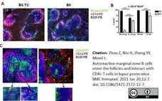 Anti Mouse CD45R Antibody, clone RA3-6B2 gallery image 6
