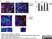 Anti Mouse CD45R Antibody, clone RA3-6B2 thumbnail image 6