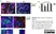 Anti Mouse CD45R Antibody, clone RA3-6B2 thumbnail image 6