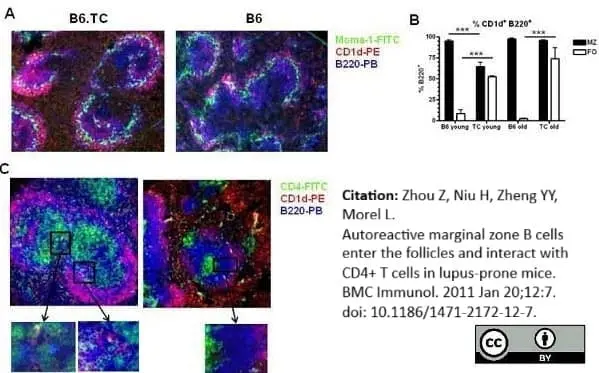 Anti Mouse CD45R Antibody, clone RA3-6B2 gallery image 6