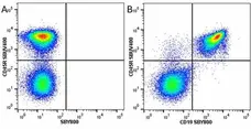Anti Mouse CD45R Antibody, clone RA3-6B2 gallery image 60