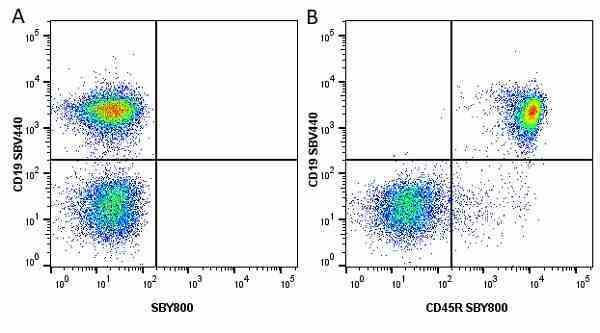 Anti Mouse CD45R Antibody, clone RA3-6B2 gallery image 60