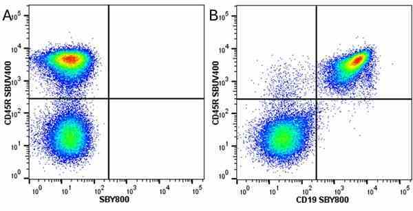 Anti Mouse CD45R Antibody, clone RA3-6B2 gallery image 61