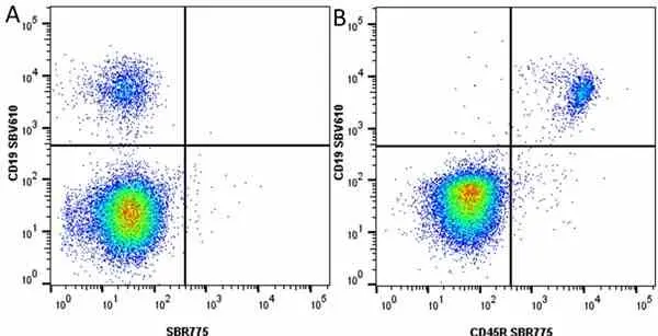 Anti Mouse CD45R Antibody, clone RA3-6B2 gallery image 62