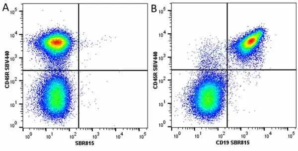 Anti Mouse CD45R Antibody, clone RA3-6B2 gallery image 64