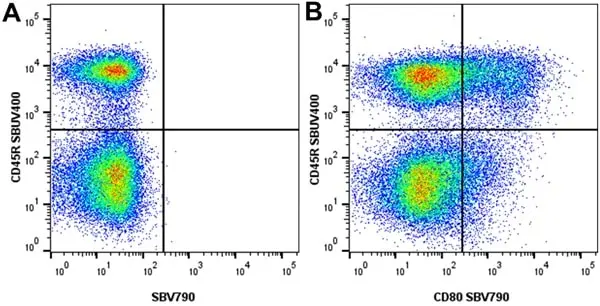 Anti Mouse CD45R Antibody, clone RA3-6B2 gallery image 69
