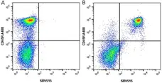 Anti Mouse CD45R Antibody, clone RA3-6B2 gallery image 7