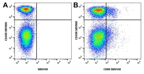 Anti Mouse CD45R Antibody, clone RA3-6B2 gallery image 77