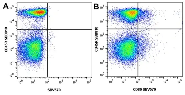 Anti Mouse CD45R Antibody, clone RA3-6B2 gallery image 78