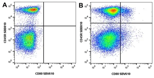 Anti Mouse CD45R Antibody, clone RA3-6B2 gallery image 79