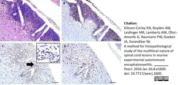 Anti Mouse CD45R Antibody, clone RA3-6B2 gallery image 8