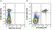 Anti Mouse CD45R Antibody, clone RA3-6B2 thumbnail image 85