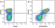 Anti Mouse CD45R Antibody, clone RA3-6B2 gallery image 9