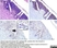 Anti Mouse CD45R Antibody, clone RA3-6B2 thumbnail image 9