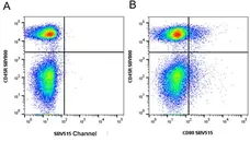 Anti Mouse CD45R Antibody, clone RA3-6B2 gallery image 90