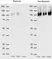 Anti Mouse CD68 Antibody, clone FA-11 thumbnail image 1