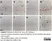 Anti Mouse CD68 Antibody, clone FA-11 thumbnail image 10