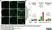 Anti Mouse CD68 Antibody, clone FA-11 thumbnail image 101