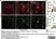 Anti Mouse CD68 Antibody, clone FA-11 thumbnail image 102