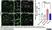 Anti Mouse CD68 Antibody, clone FA-11 thumbnail image 104