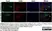Anti Mouse CD68 Antibody, clone FA-11 thumbnail image 105