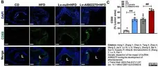 Anti Mouse CD68 Antibody, clone FA-11 gallery image 106