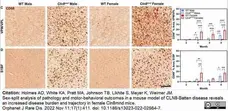 Anti Mouse CD68 Antibody, clone FA-11 gallery image 107