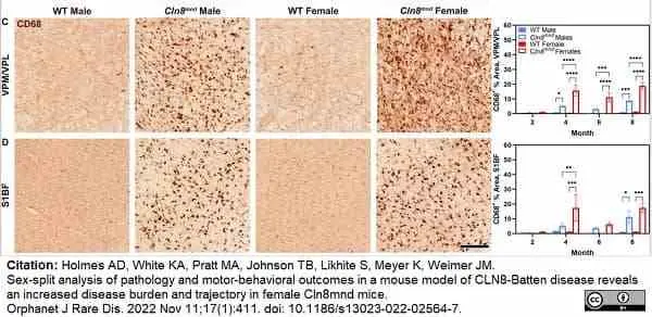 Anti Mouse CD68 Antibody, clone FA-11 gallery image 107