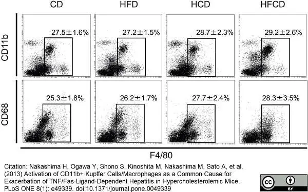 Anti Mouse CD68 Antibody, clone FA-11 gallery image 11