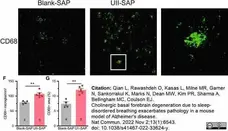 Anti Mouse CD68 Antibody, clone FA-11 gallery image 110
