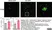 Anti Mouse CD68 Antibody, clone FA-11 thumbnail image 110