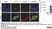 Anti Mouse CD68 Antibody, clone FA-11 thumbnail image 111