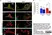 Anti Mouse CD68 Antibody, clone FA-11 thumbnail image 112