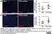 Anti Mouse CD68 Antibody, clone FA-11 thumbnail image 113