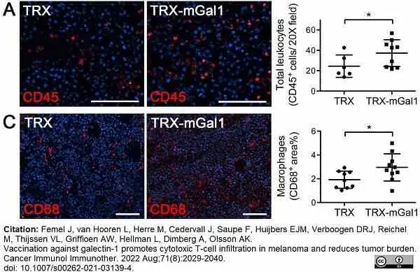 Anti Mouse CD68 Antibody, clone FA-11 gallery image 113