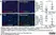 Anti Mouse CD68 Antibody, clone FA-11 thumbnail image 114