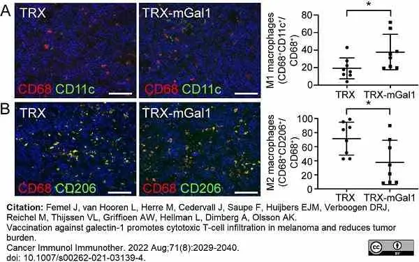 Anti Mouse CD68 Antibody, clone FA-11 gallery image 114