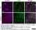 Anti Mouse CD68 Antibody, clone FA-11 thumbnail image 116