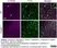 Anti Mouse CD68 Antibody, clone FA-11 thumbnail image 116