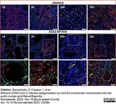 Anti Mouse CD68 Antibody, clone FA-11 gallery image 118