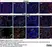 Anti Mouse CD68 Antibody, clone FA-11 thumbnail image 118