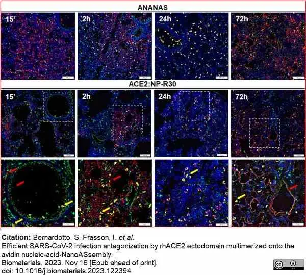 Anti Mouse CD68 Antibody, clone FA-11 gallery image 118